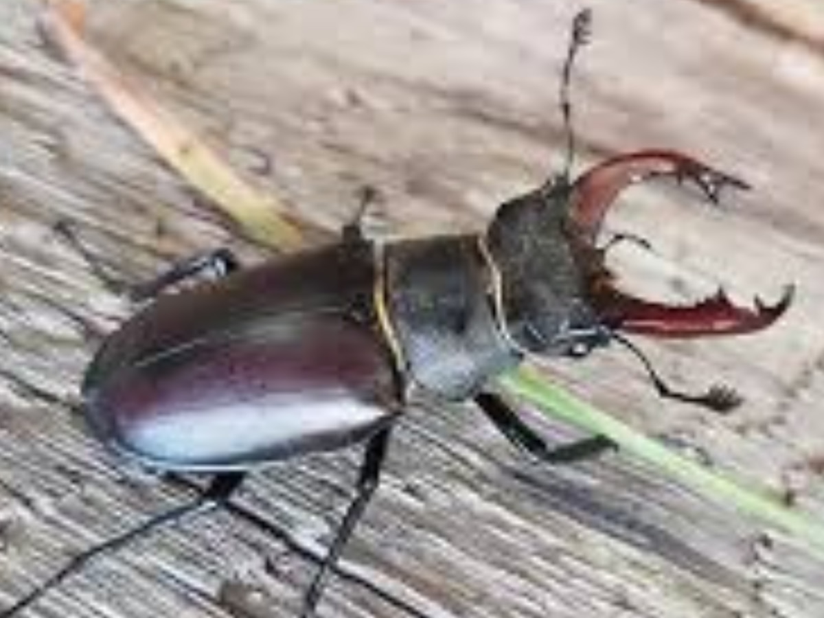 world expensive insect stag bettle Features Marathi News