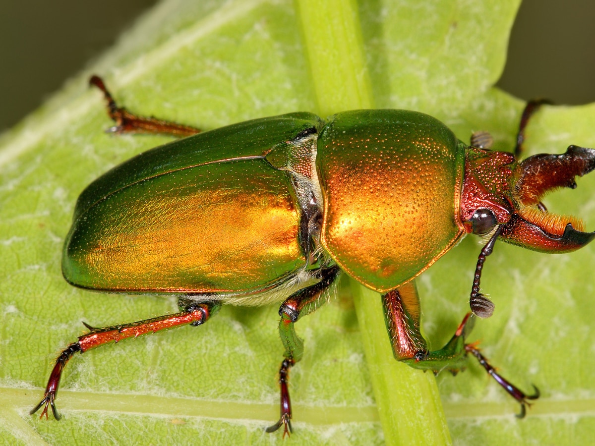 world expensive insect stag bettle Features Marathi News