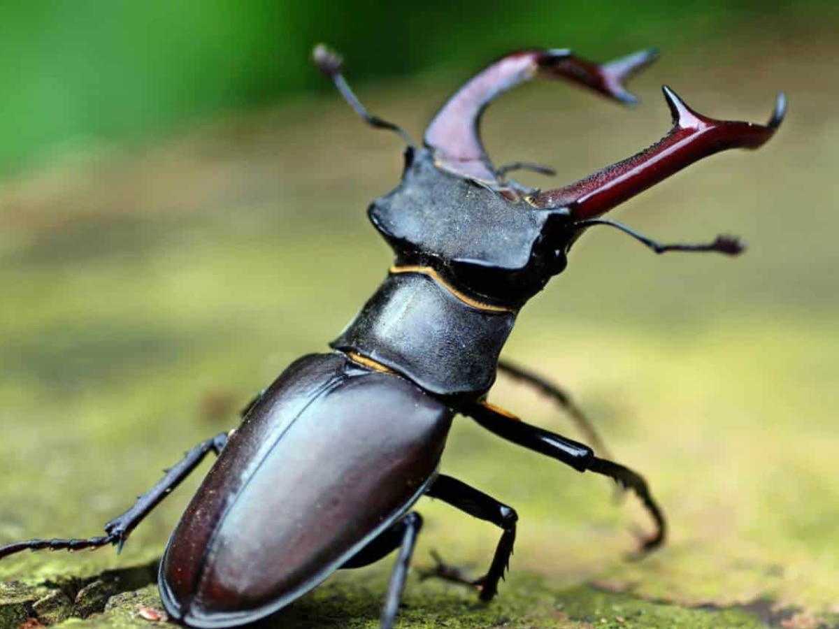 world expensive insect stag bettle Features Marathi News