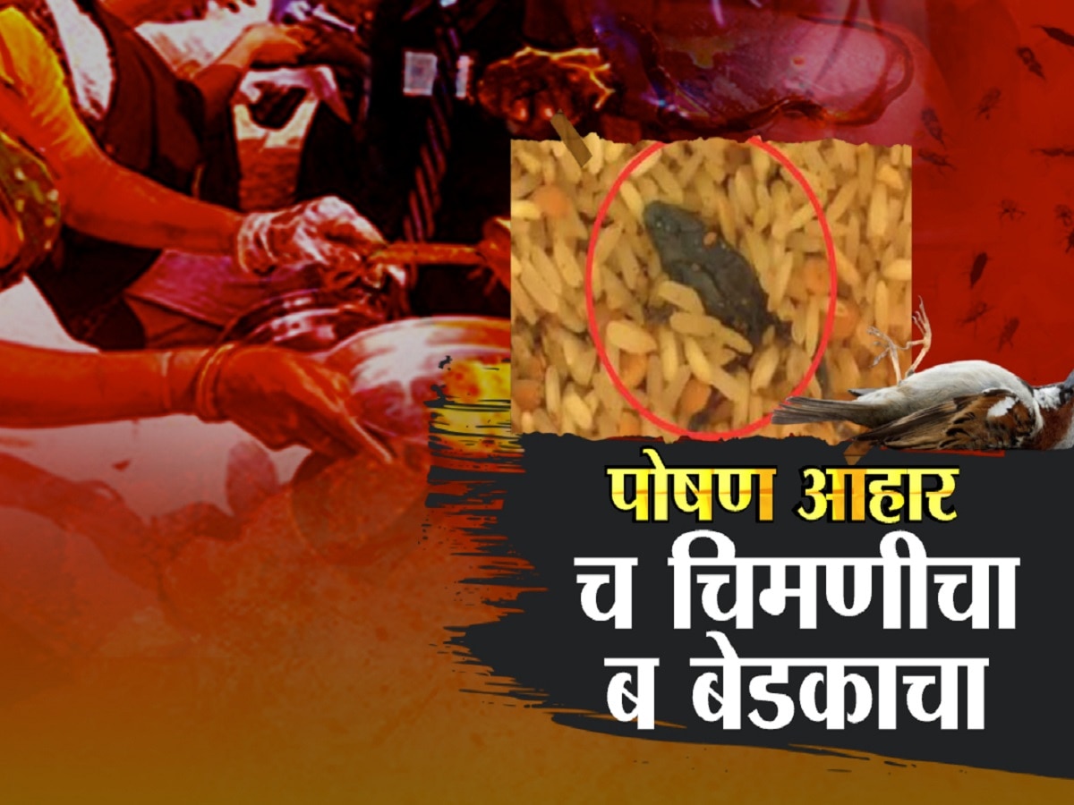 उंदीर, साप, चिमणी आणि आता बेडूक… प्राणी संग्रहालयात नाही तर विद्यार्थ्यांना देण्यात येणा-या पोषण आहारात सापडतात हे प्राणी