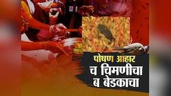 उंदीर, साप, चिमणी आणि आता बेडूक... प्राणी संग्रहालयात नाही तर विद्यार्थ्यांना देण्यात येणा-या पोषण आहारात सापडतात हे प्राणी
