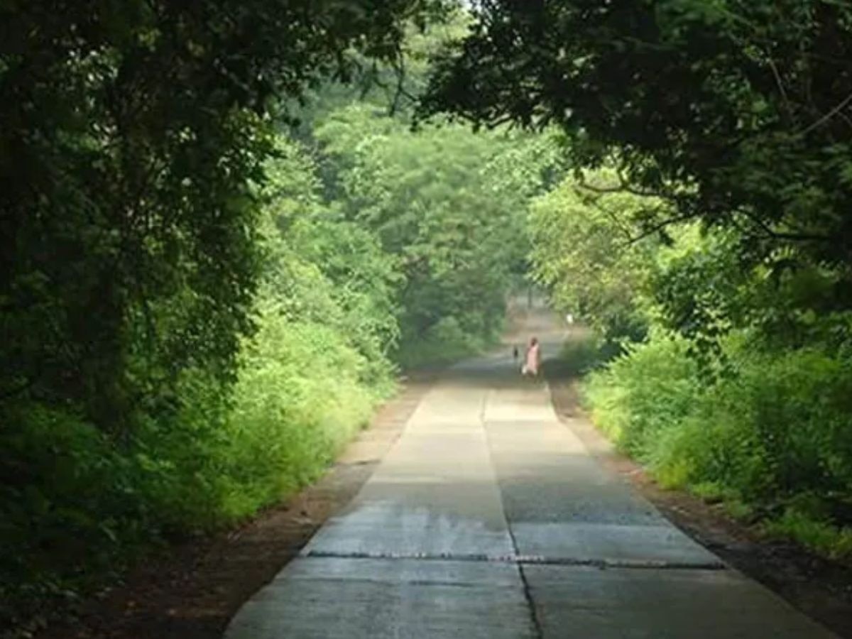 मुंबईतील जंगल आणखी घनदाट होणार; कुर्ला, बोरीवली, पवई 'या' भूखंडांवर... title=