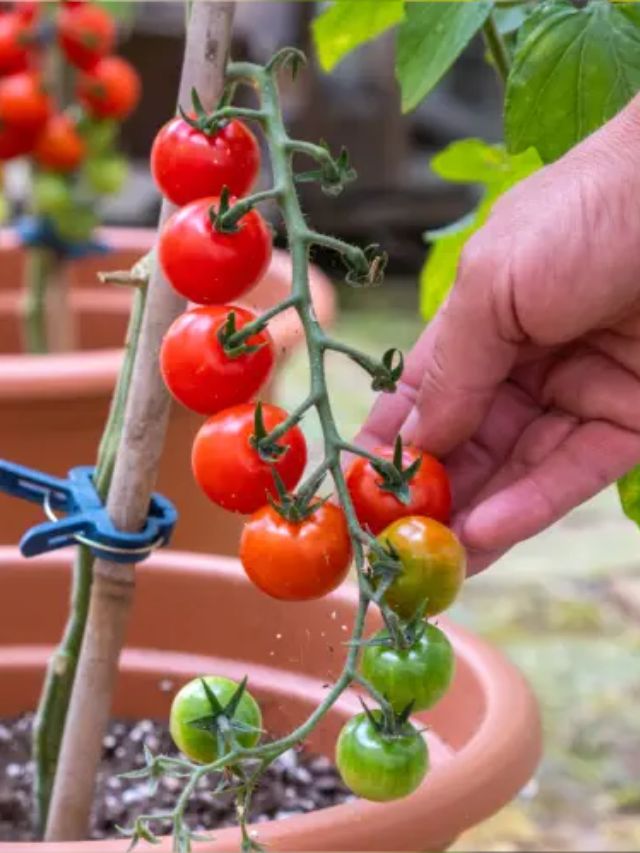  Gardening Tips For Tomato Plant at home in marathi 