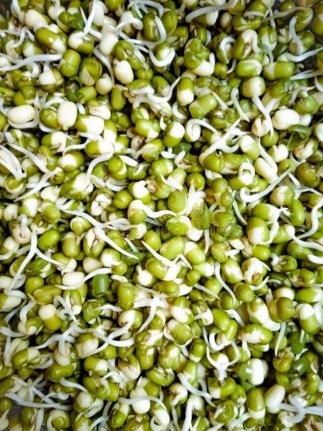 sprouted moong,benefits of eating sprouted moong, remove anemia, improve blood circulation, boost immunity, beneficial for eyes, lose weight, remove premature ageing, improve digestion, what are the health benefit of eating moong, what will happen to your body if you eat sprouted moong daily, health, health news, health news in marathi, lifestyle, lifestyle news, lifestyle news in marathi, 