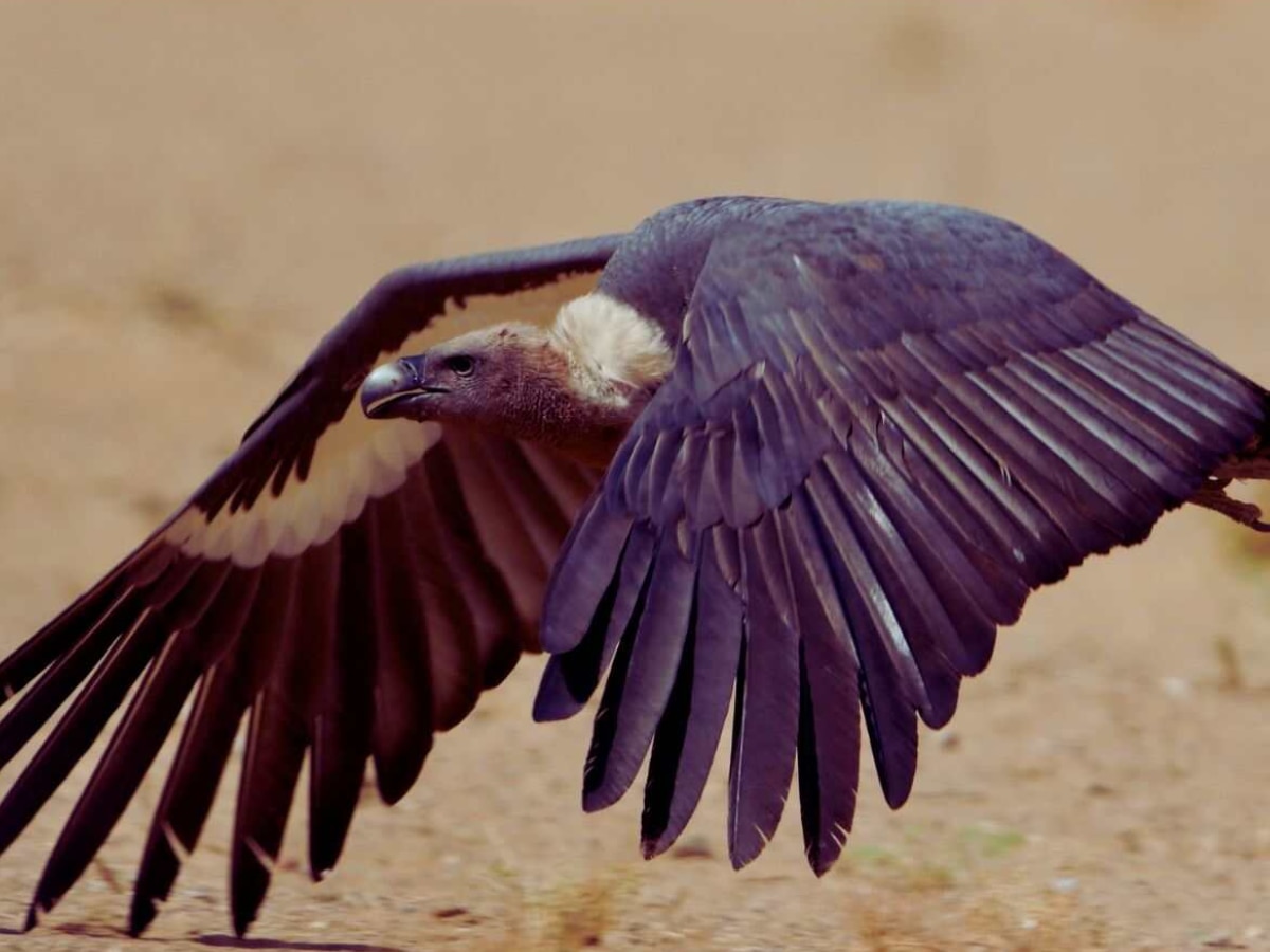 Indian vultures disappearing from the earth Relation with human death