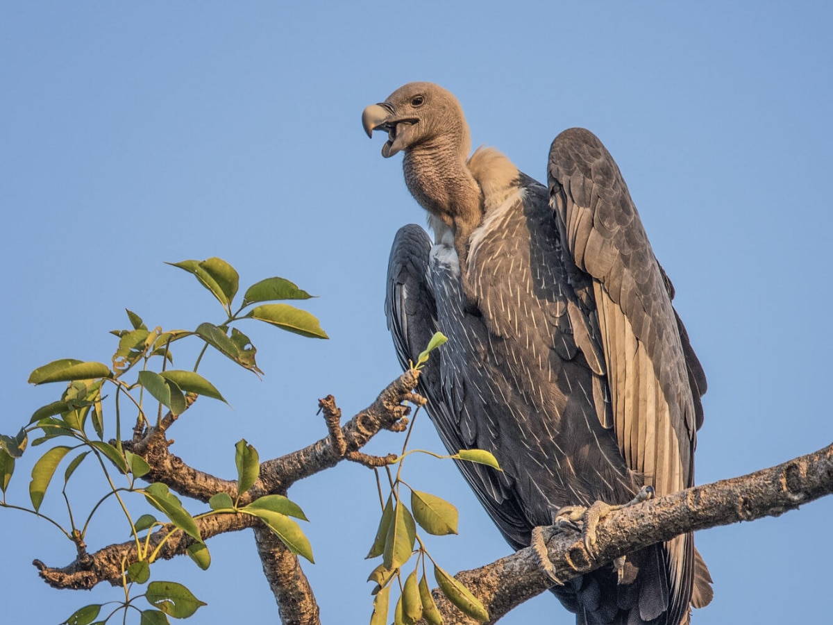 Indian vultures disappearing from the earth Relation with human death