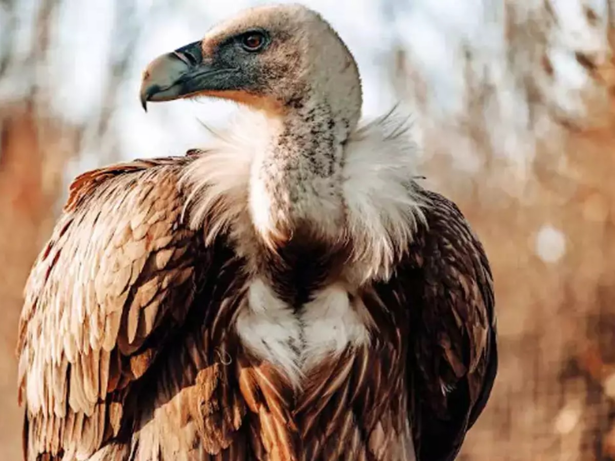 Indian vultures disappearing from the earth Relation with human death