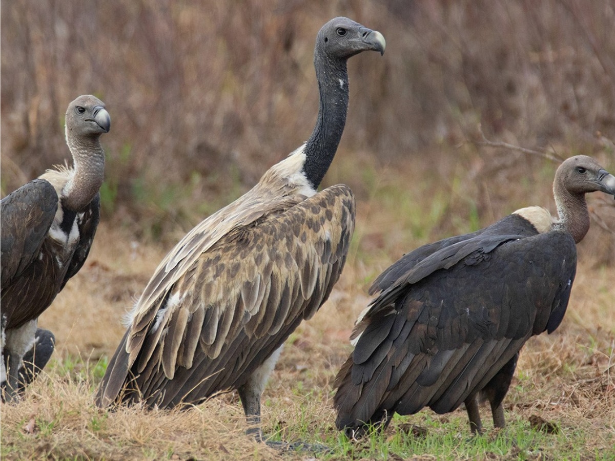 Indian vultures disappearing from the earth Relation with human death