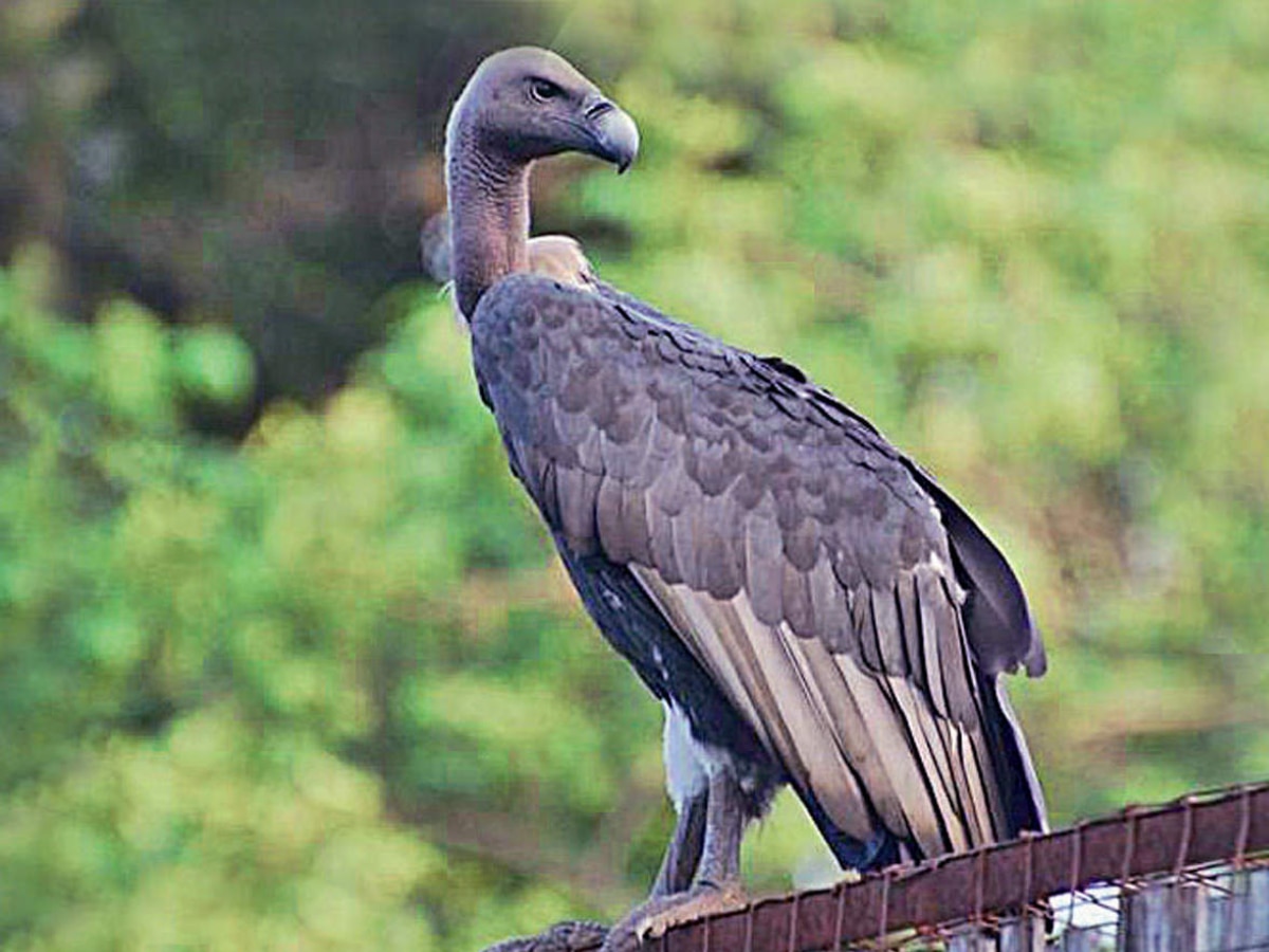 Indian vultures disappearing from the earth Relation with human death