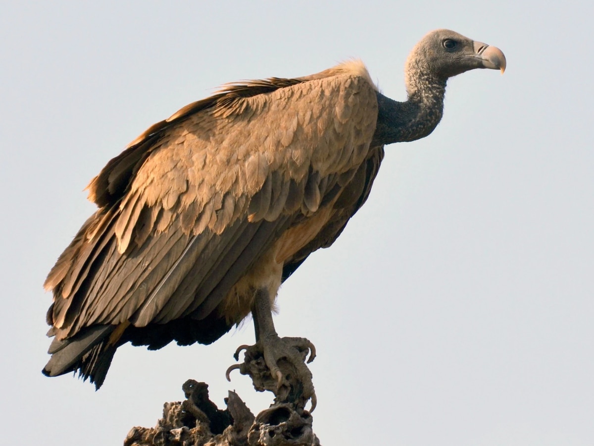 Indian vultures disappearing from the earth Relation with human death