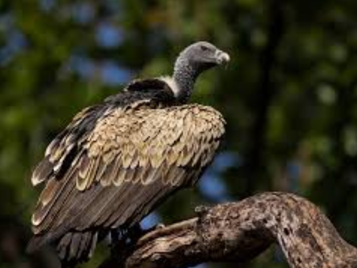 Indian vultures disappearing from the earth Relation with human death