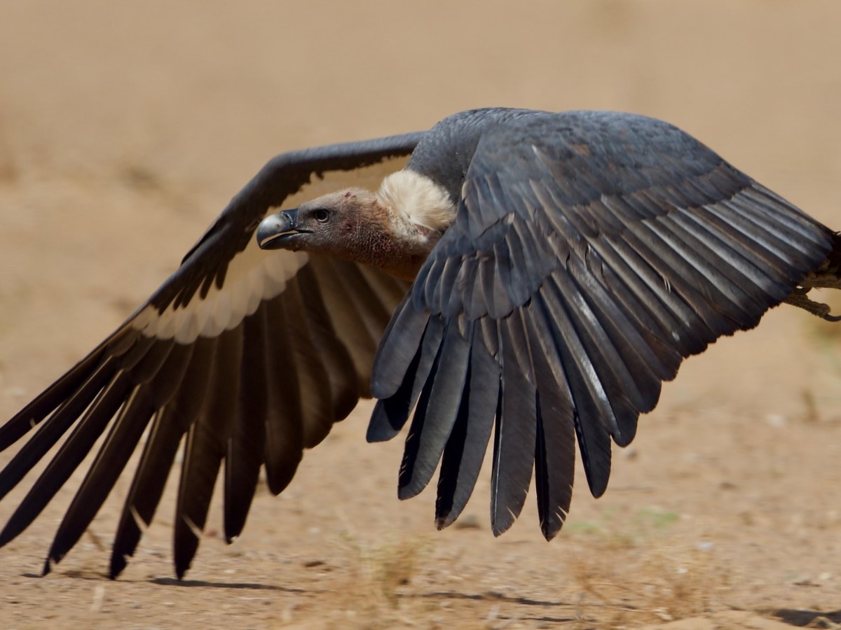 Indian vultures disappearing from the earth Relation with human death