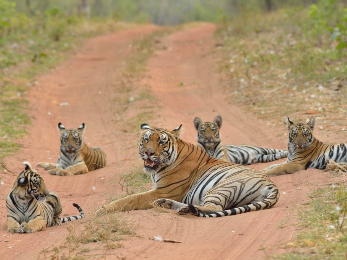 International Tiger Day 2024 Tadoba Tiger Reserve Chandrapur Maharashtra Tourism Marathi News