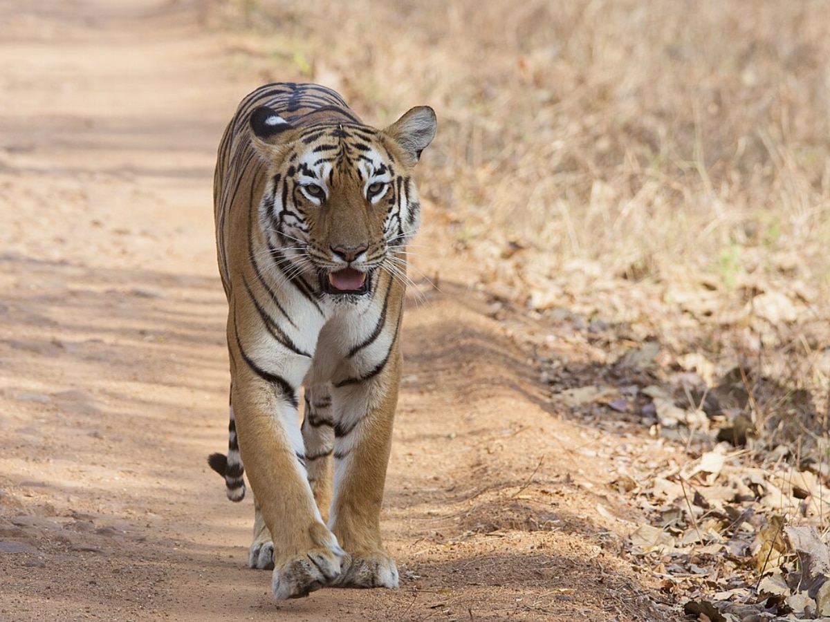 International Tiger Day 2024 Tadoba Tiger Reserve Chandrapur Maharashtra Tourism Marathi News