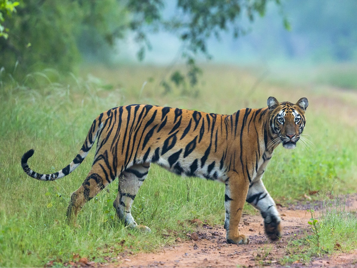 International Tiger Day 2024 Tadoba Tiger Reserve Chandrapur Maharashtra Tourism Marathi News