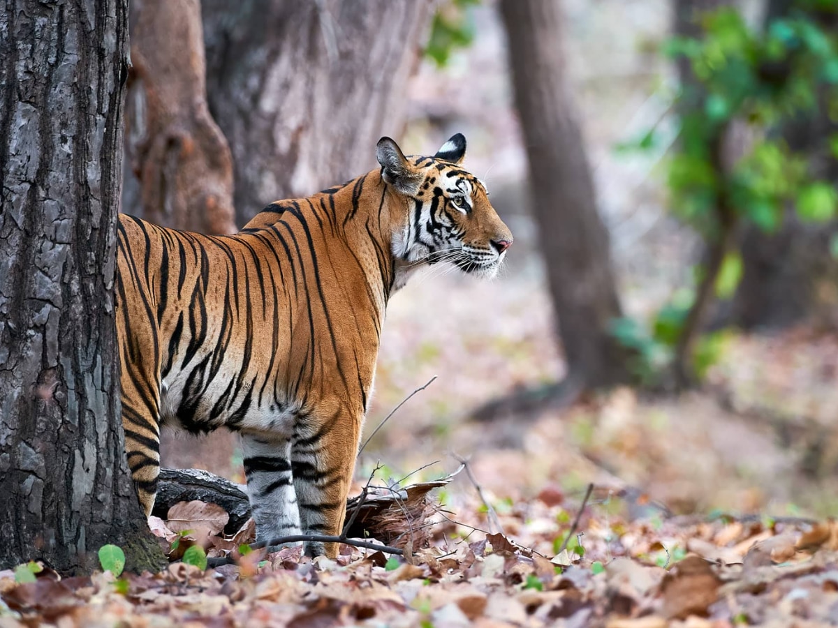 International Tiger Day 2024 Tadoba Tiger Reserve Chandrapur Maharashtra Tourism Marathi News