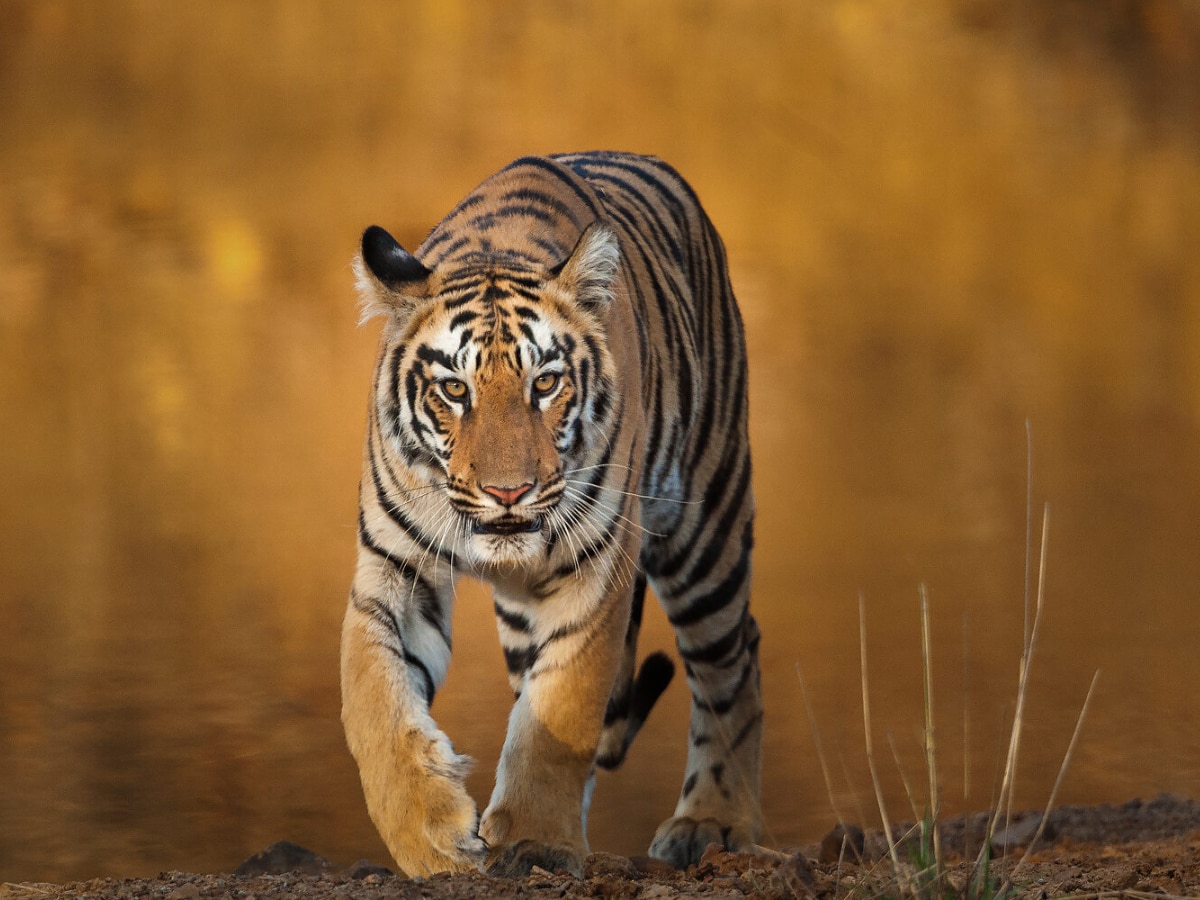 International Tiger Day 2024 Tadoba Tiger Reserve Chandrapur Maharashtra Tourism Marathi News