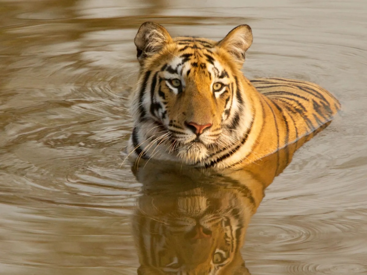 International Tiger Day 2024 Tadoba Tiger Reserve Chandrapur Maharashtra Tourism Marathi News