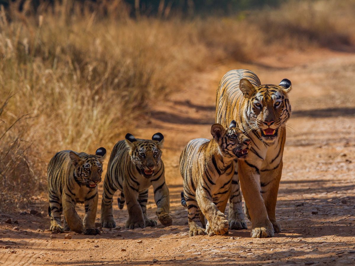 International Tiger Day 2024 Tadoba Tiger Reserve Chandrapur Maharashtra Tourism Marathi News