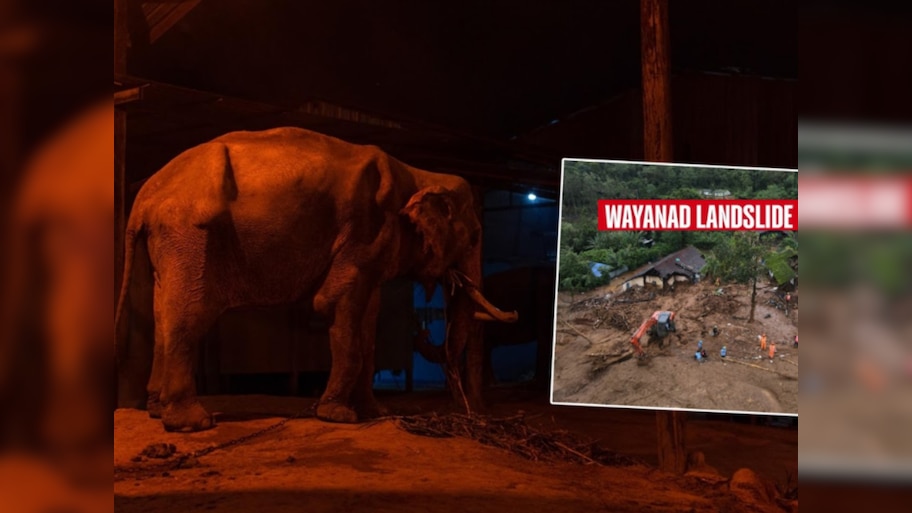 Wayanad Landslide: 357 जण दगावलेल्या दुर्घटनेतून एका कुटुंबाला हत्तींनी वाचवलं; रात्रभर हत्तीचा कळप...