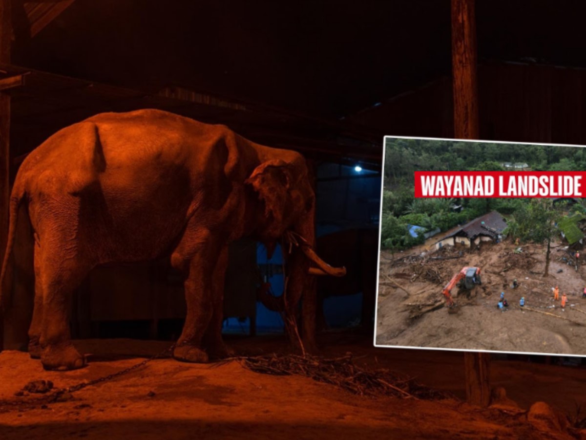 Wayanad Landslide: 357 जण दगावलेल्या दुर्घटनेतून एका कुटुंबाला हत्तींनी वाचवलं; रात्रभर हत्तीचा कळप... Wayanad Landslide: 357 जण दगावलेल्या दुर्घटनेतून एका कुटुंबाला हत्तींनी वाचवलं; रात्रभर हत्तीचा कळप...