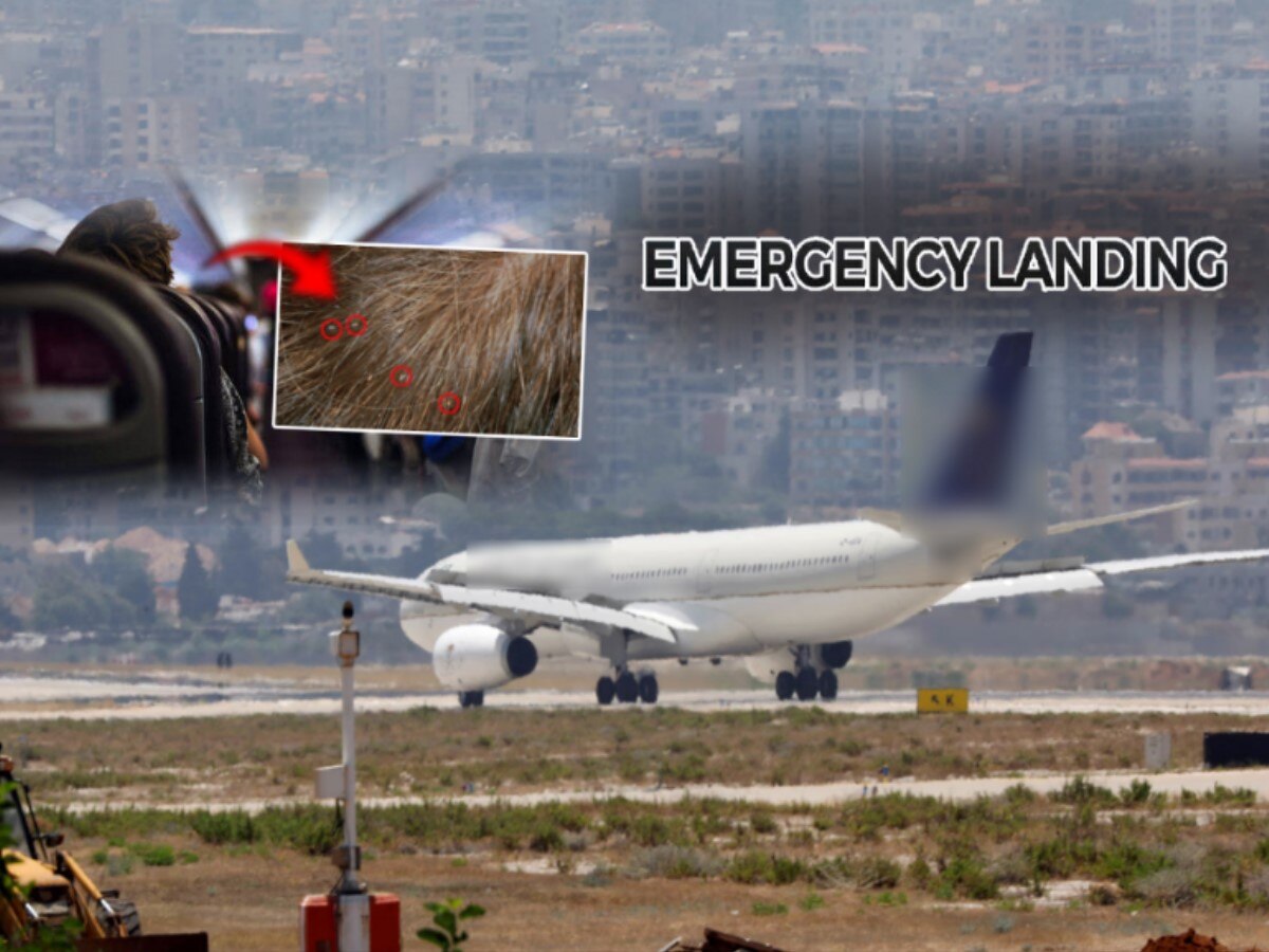 प्रवाशाच्या डोक्यात उवा दिसल्याने विमानाचं Emergency Landing; त्यानंतर तब्बल 12 तासांनी... title=