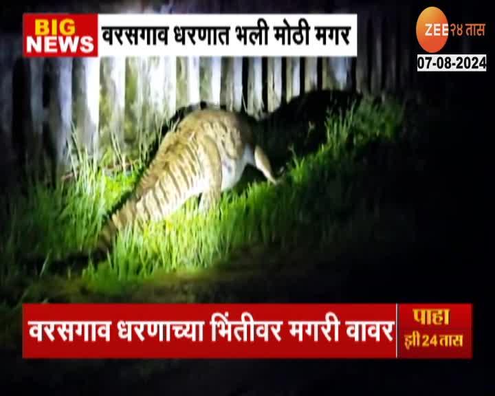 Pune Varasgaon Crocodile Found on Dam Wall  