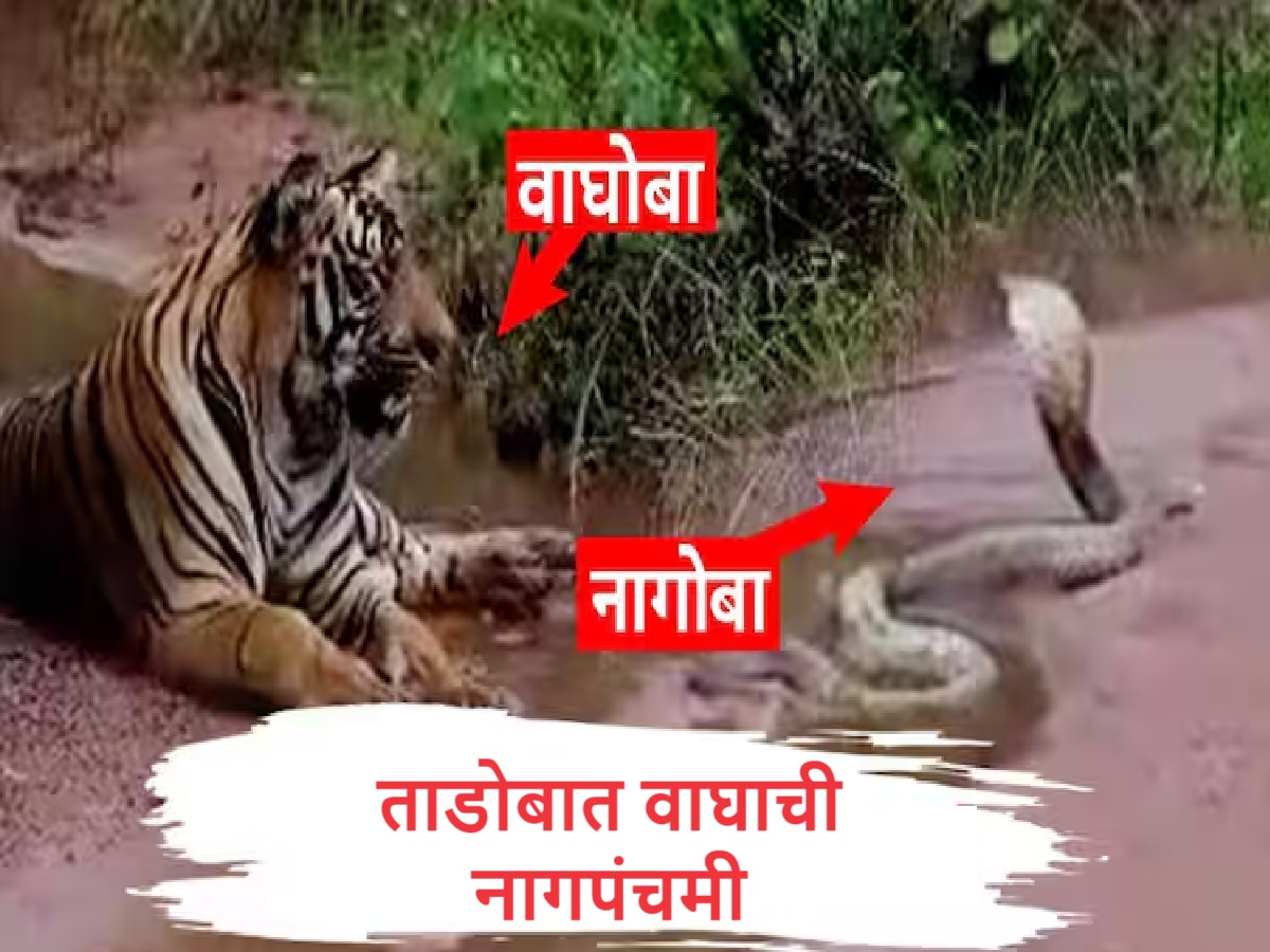 Tadoba Video : ताडोबात वाघाची नागपंचमी, दुर्मिळ क्षणाचा Video पाहिला का?  title=