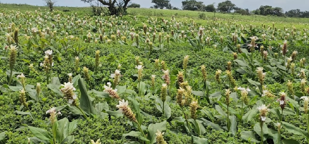 Maharashtra Tourism travel satara kas pathar flowers photos mahabaleshwar panchgani 