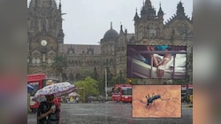 मुंबईमध्ये हिवताप, डेंग्यू, चिकुनगुन्या, लेप्टोच्या रुग्णांमध्ये वाढ