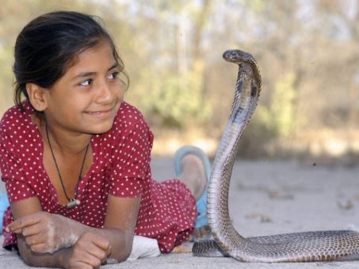 महाराष्ट्रातील असं गाव जिथे घरात कुत्रा, मांजर नाही तर पाळले जातात 'साप' महाराष्ट्रातील असं गाव जिथे घरात कुत्रा, मांजर नाही तर पाळले जातात 'साप'