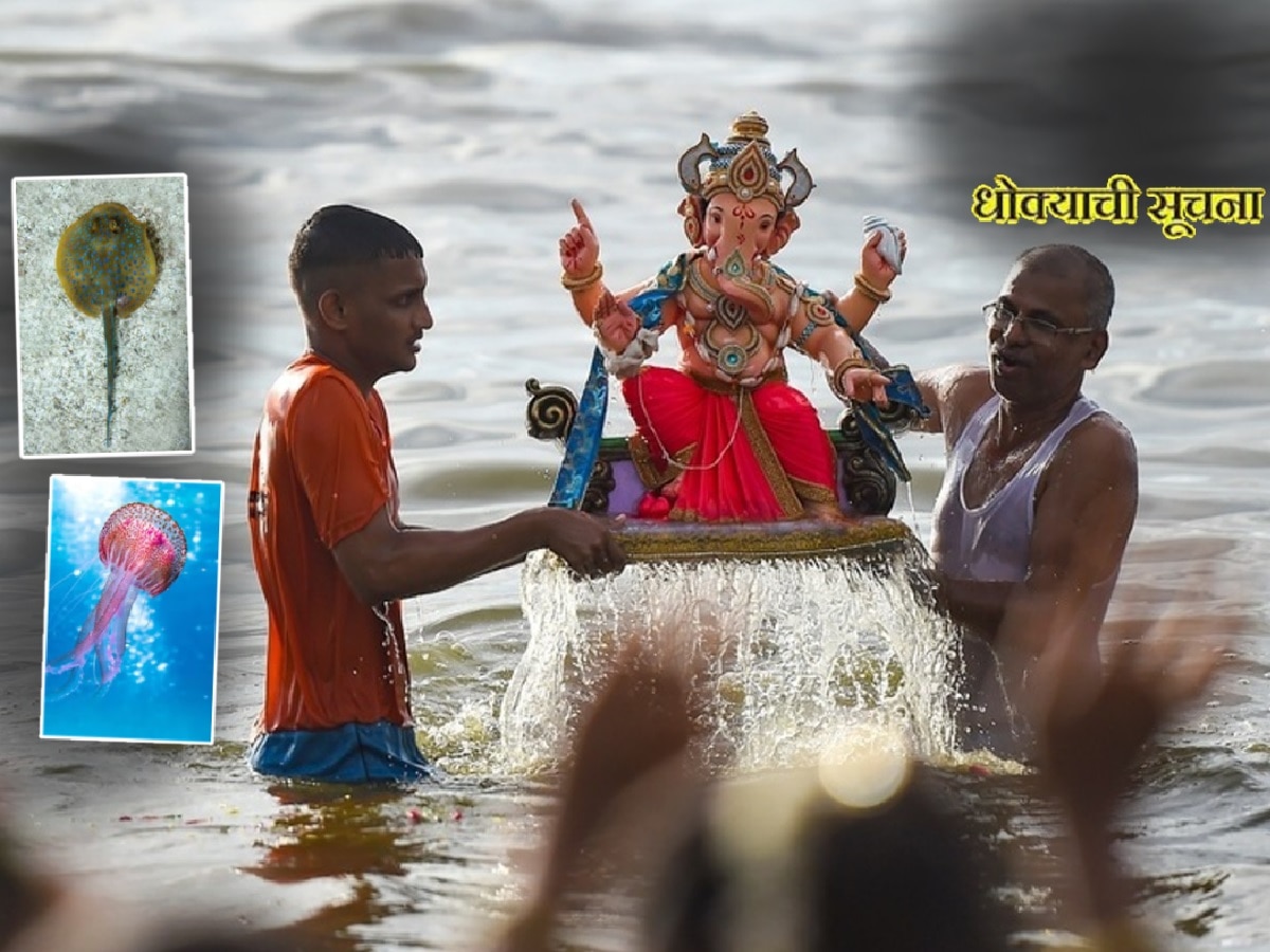 Visarjan: गणेशभक्तांनो सावधान! विसर्जनावर घातक माशांचं सावट; सरकारचा इशारा, दिल्या 'या' सूचना title=