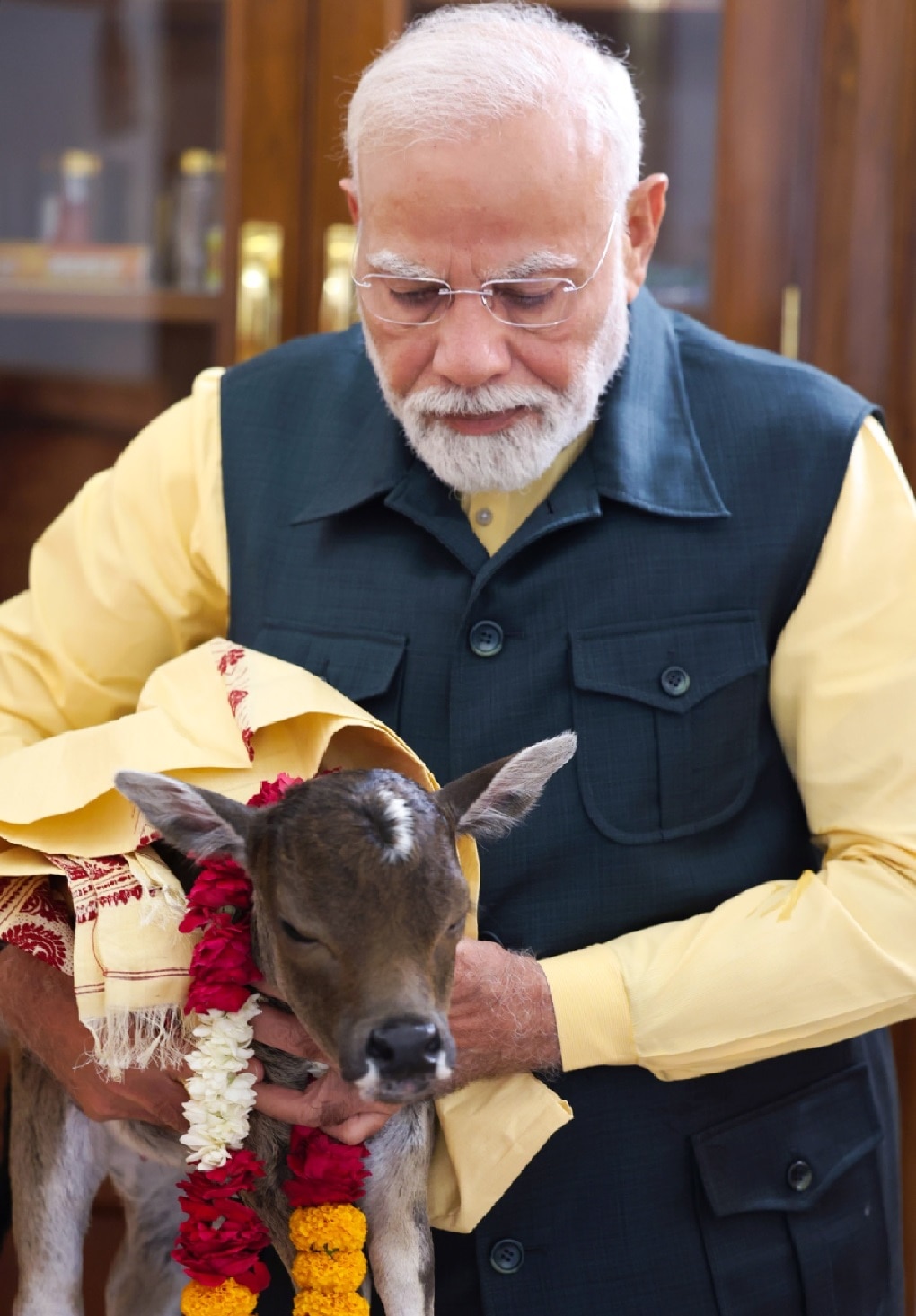 Pm Modi Shared welcomes A special guest Calf Deepjyoti photos 