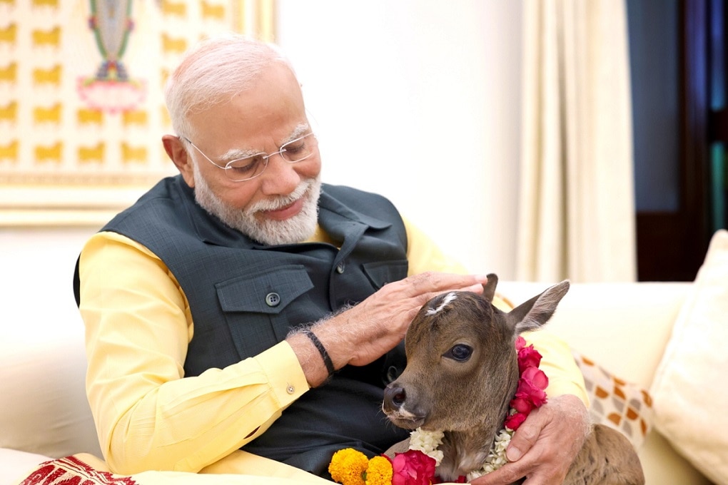 Pm Modi Shared welcomes A special guest Calf Deepjyoti photos 