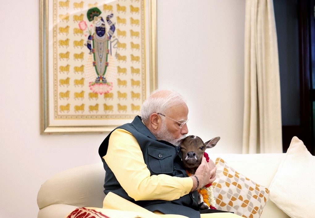 Pm Modi Shared welcomes A special guest Calf Deepjyoti photos 