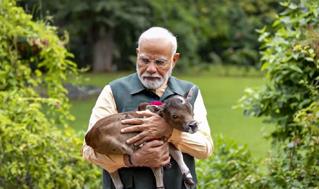 Pm Modi Shared welcomes A special guest Calf Deepjyoti photos 