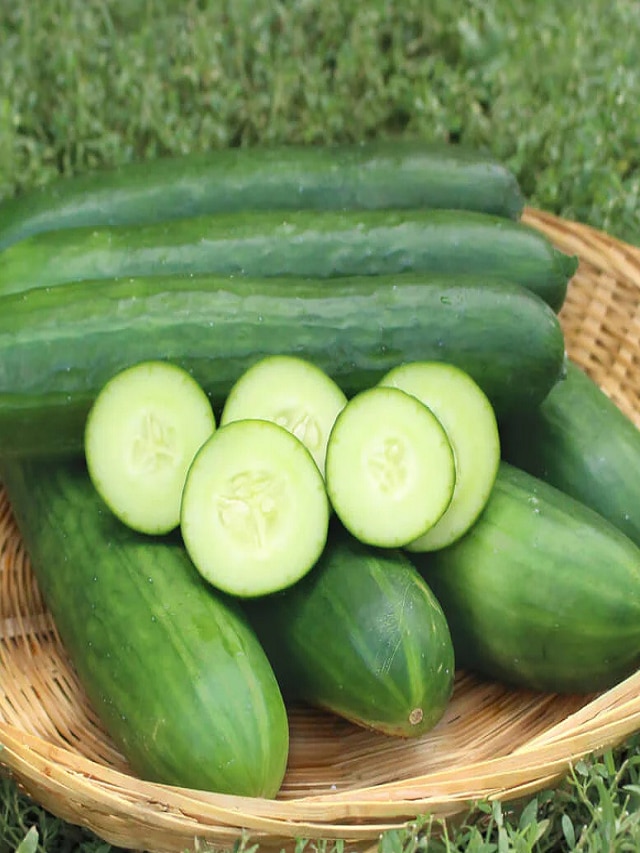 Cucumber, benefits of eating cucumber, when to eat cucumber, right time to eat cucumber, why not eat cucumber at night, side effects of cucumber, Health, Lifestyle,काकडी खाण्याचे फायदे, काकडी खाण्याचे दुष्परिणाम, मराठी बातम्या , बातम्या 