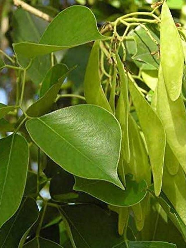 leaves of Indian rosewood are beneficiary to health 