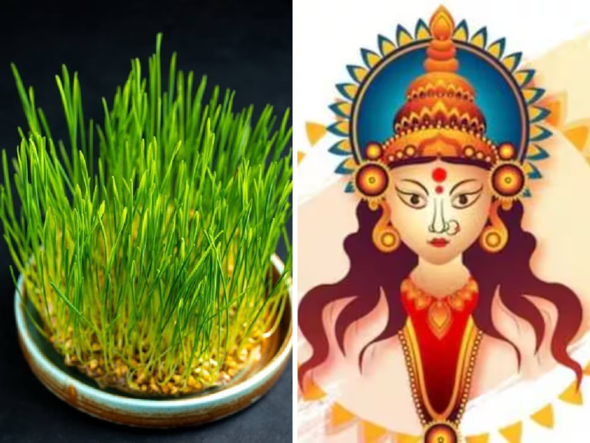 Navaratri 2024: नवरात्रीमध्ये धान्य पेरण्याचा योग्य मार्ग माहितेय? 'ही' आयडिया करा फॉलो, १ दिवसात फुटू लागतील अंकुर title=