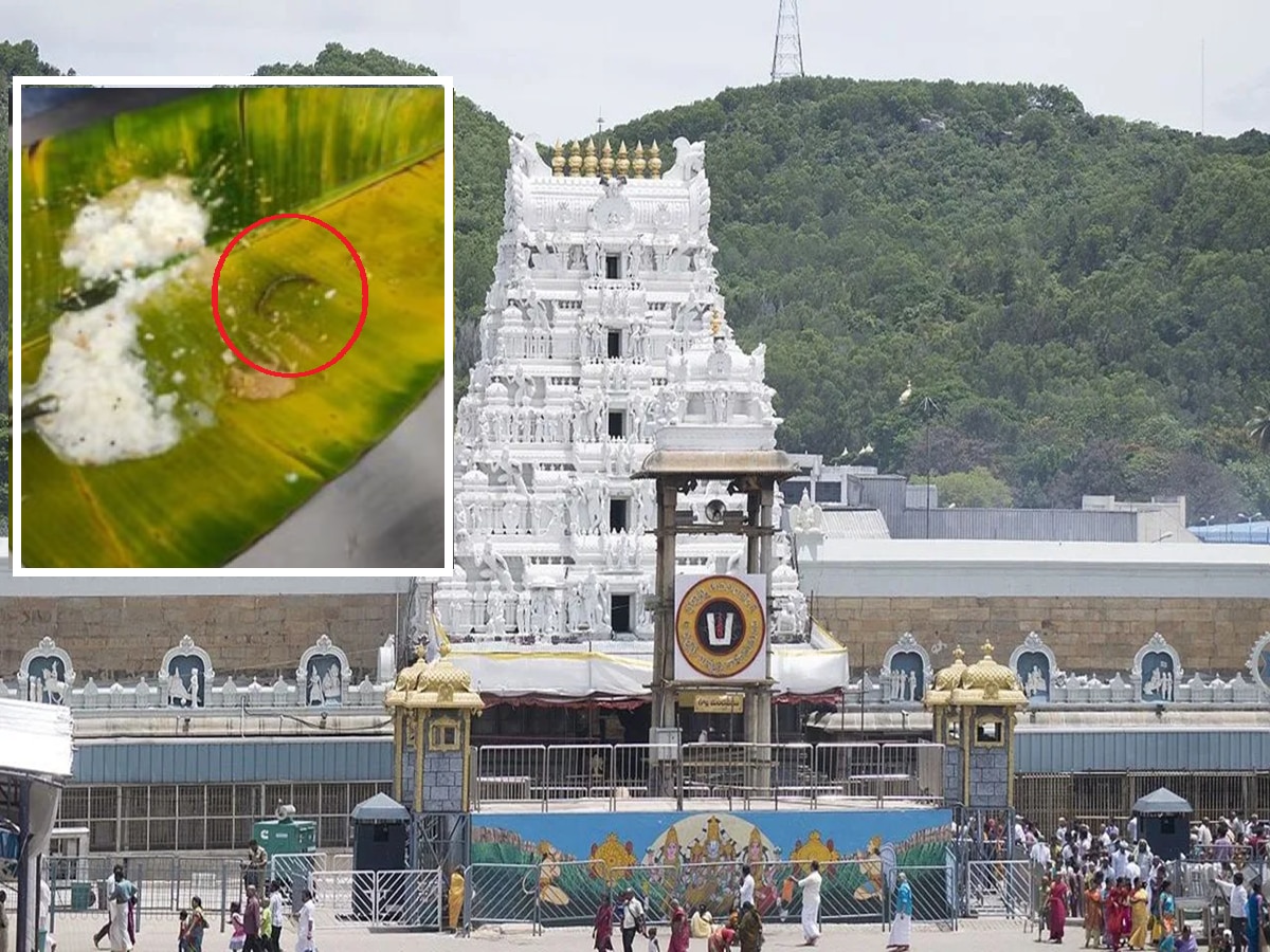 Tirupati Video : तिरुपती प्रसाद लाडू प्रकरणानंतर पुन्हा नवा वाद; प्रसादात किडे आढळल्याचा भक्ताचा दावा title=