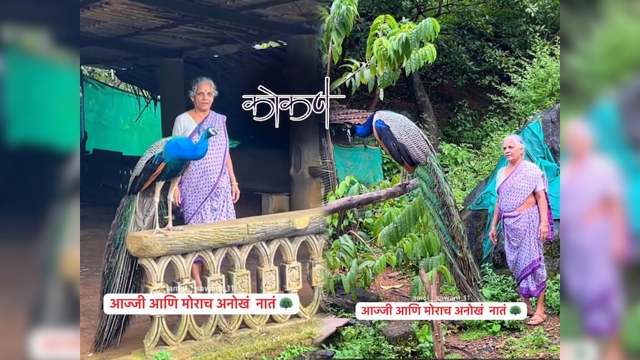 ...म्हणून हा मोर रोज आजीला भेटायला येतो; कोकणातला अनोखा Video एकदा पाहा