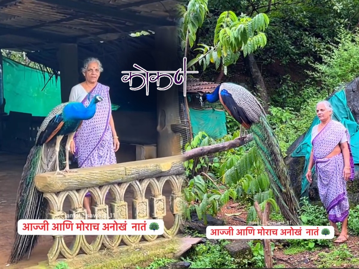 ...म्हणून हा मोर रोज आजीला भेटायला येतो; कोकणातला अनोखा Video एकदा पाहा ...म्हणून हा मोर रोज आजीला भेटायला येतो; कोकणातला अनोखा Video एकदा पाहा