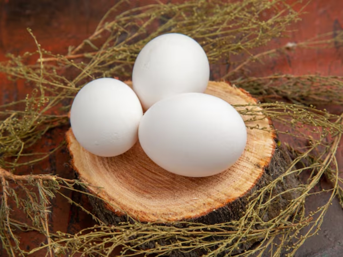 chicken or the egg what comes first scientists gives answer Marathi News