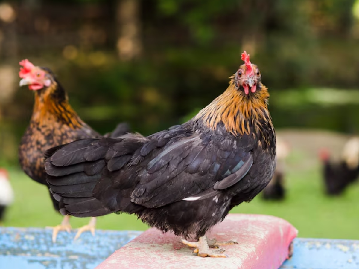 chicken or the egg what comes first scientists gives answer Marathi News