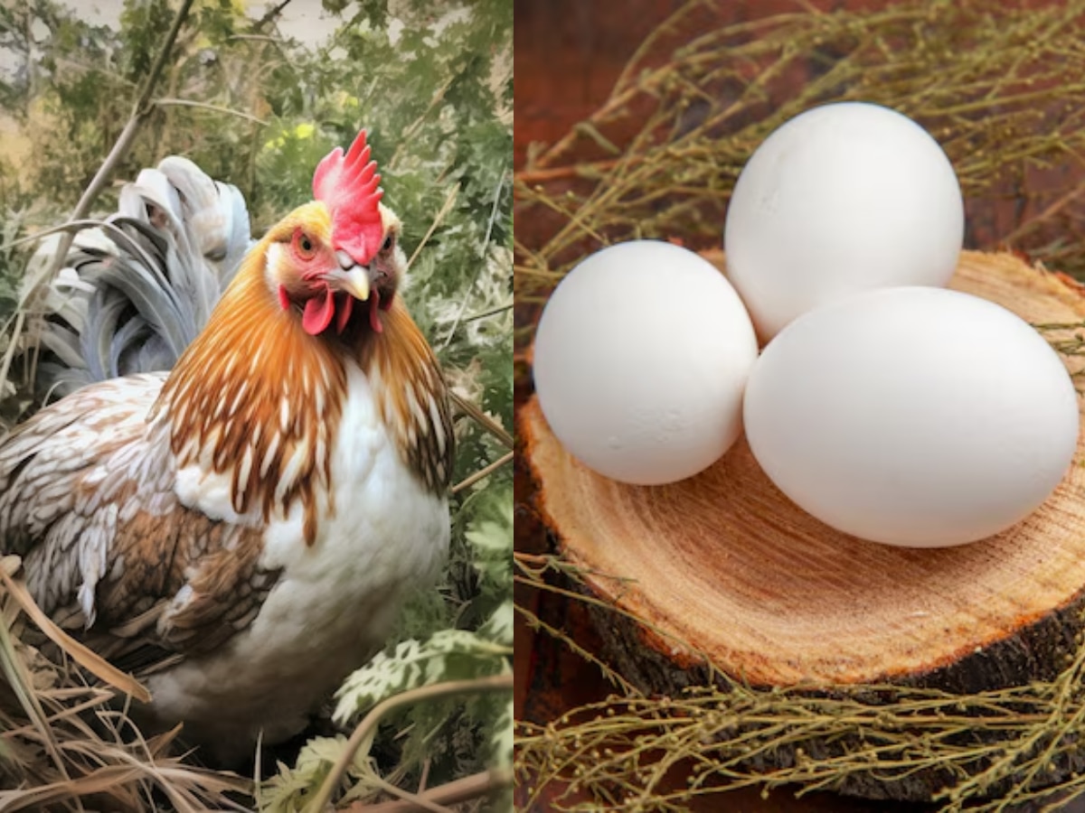 chicken or the egg what comes first scientists gives answer Marathi News