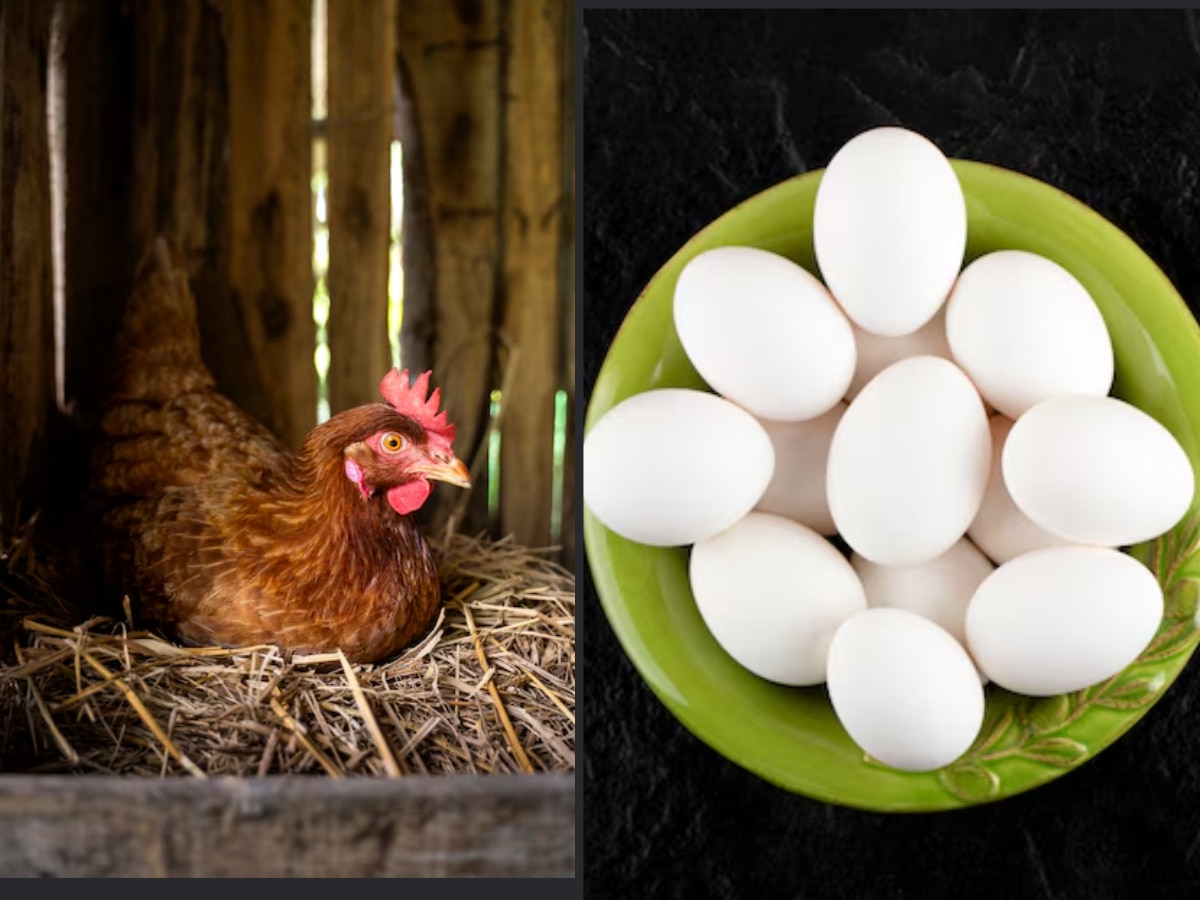 chicken or the egg what comes first scientists gives answer Marathi News