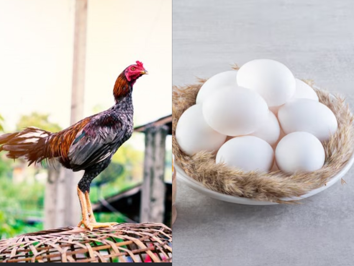 chicken or the egg what comes first scientists gives answer Marathi News