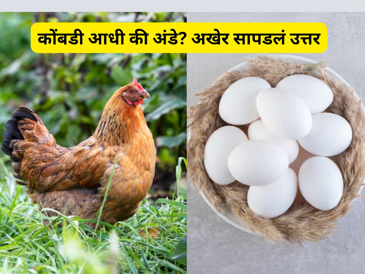 chicken or the egg what comes first scientists gives answer Marathi News