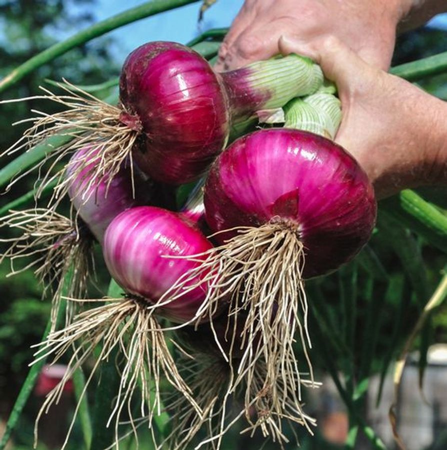 How to grow onion at home kitchen tips Utility Marathi News