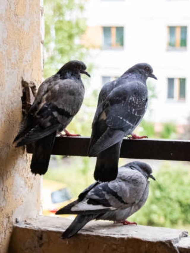 pigeon problems, how to avoid pigeons , how to keep pigeons away from hom, home remedies to get rid of pigeons problems, how to use garlic to get rid of pigeons problems, pigeons problem solution, 